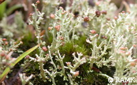 Cladonia sp..JPG